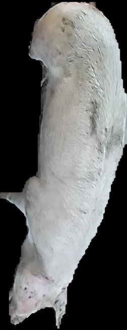 Crop