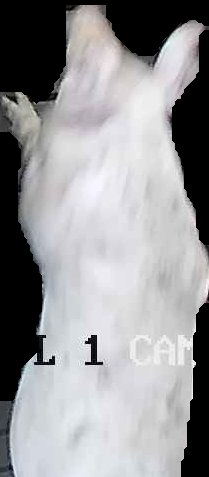 Crop