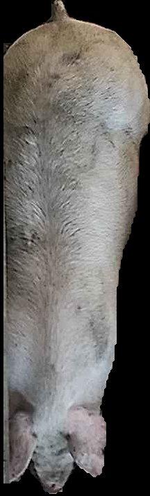 Crop