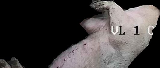 Crop