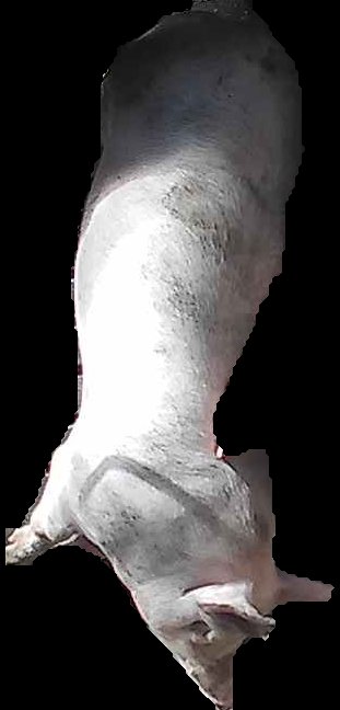 Crop