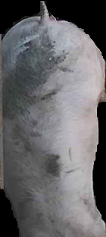 Crop