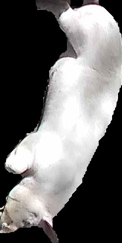 Crop