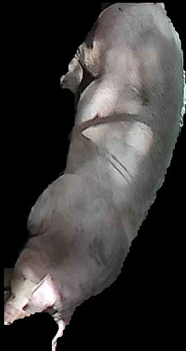 Crop