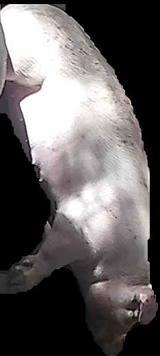 Crop