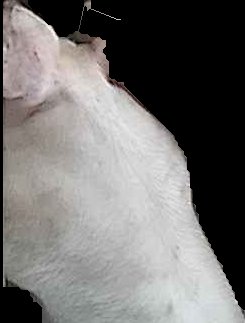 Crop