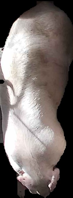 Crop