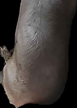 Crop