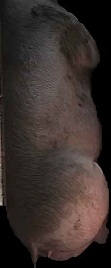 Crop