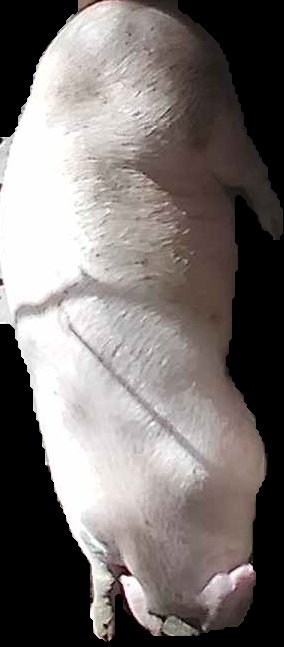Crop