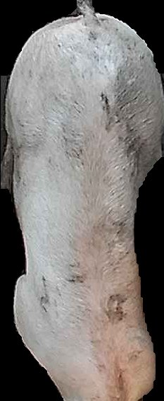 Crop