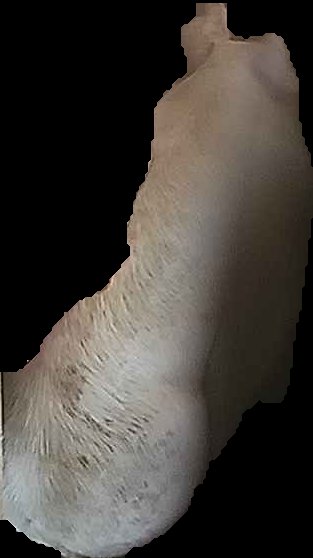 Crop