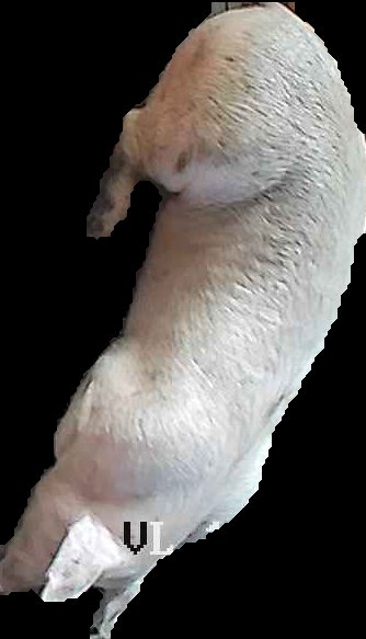 Crop