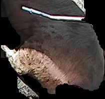 Crop