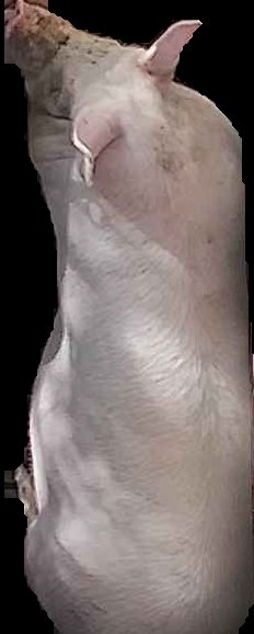 Crop