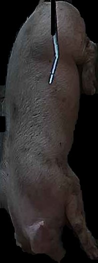 Crop