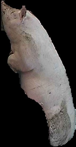 Crop