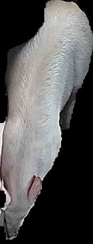 Crop