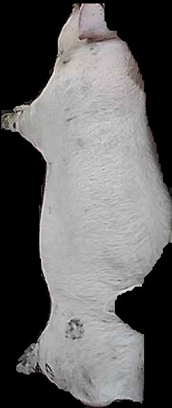Crop