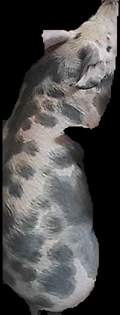 Crop