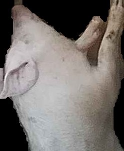 Crop
