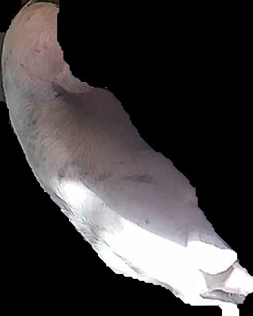 Crop