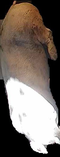 Crop