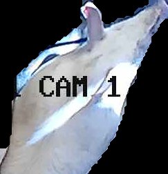 Crop