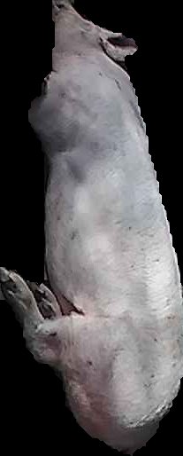 Crop