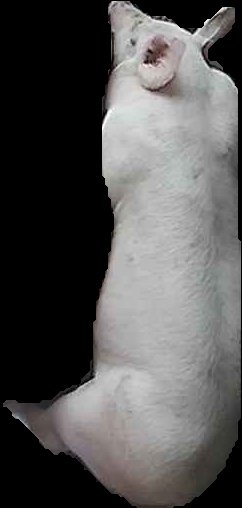 Crop