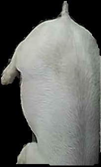Crop