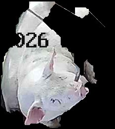 Crop