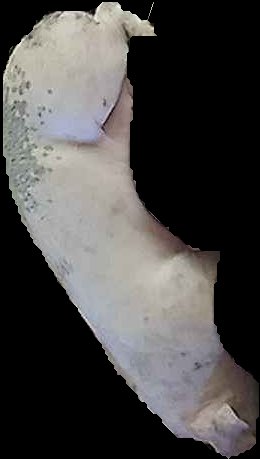 Crop