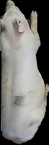 Crop