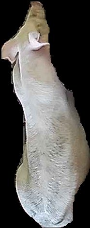 Crop