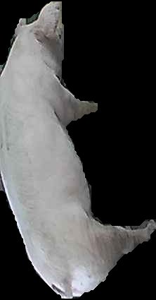 Crop