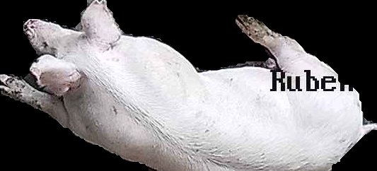 Crop
