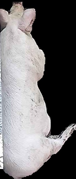 Crop