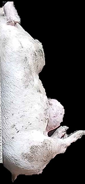 Crop
