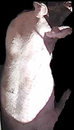 Crop