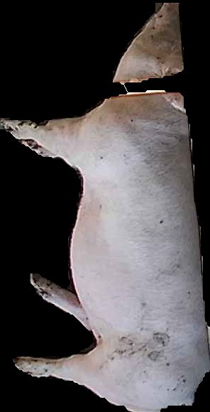 Crop