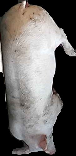 Crop
