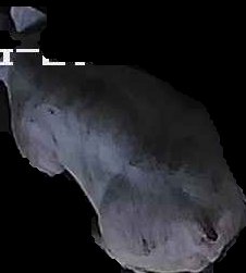 Crop