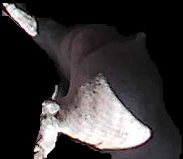 Crop