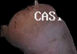 Crop