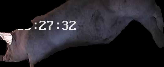 Crop