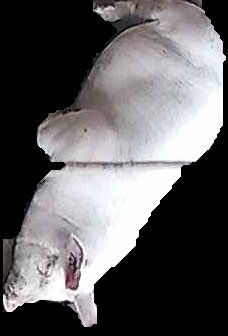 Crop