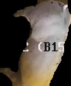 Crop