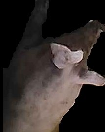 Crop