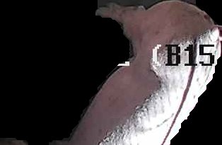 Crop
